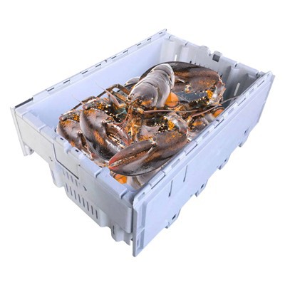 Grosir Peti Lobster Plastik